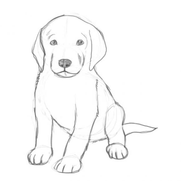 Учимся рисовать щенка поэтапно - урок рисования карандашом для начинающих детей и школьников