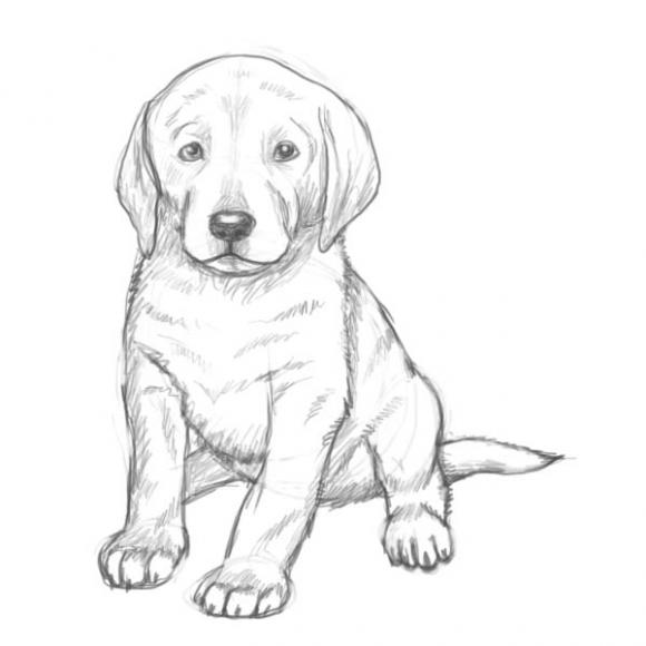 Учимся рисовать щенка поэтапно - урок рисования карандашом для начинающих детей и школьников